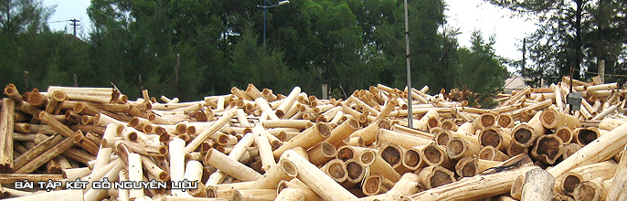 Bãi tập kết gỗ nguyên liệu